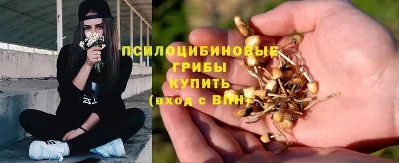 Псилоцибиновые грибы Psilocybe  Белокуриха 